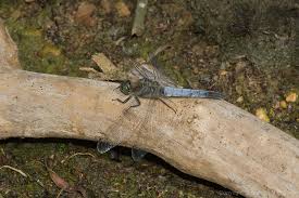 Attēlu rezultāti vaicājumam “Orthetrum cancellatum male”