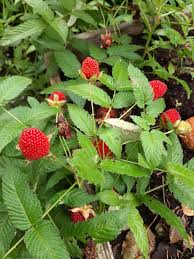 Attēlu rezultāti vaicājumam “Rubus illecebrosus fruit”