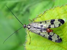 Attēlu rezultāti vaicājumam “Panorpa communis imago”