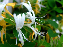 Attēlu rezultāti vaicājumam “Caprifoliaceae”