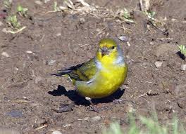 Image result for Carduelis citrinella
