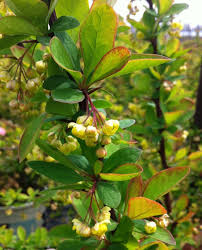 Attēlu rezultāti vaicājumam “Berberis thunbergii flower”