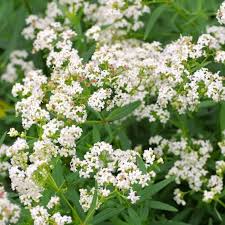 Attēlu rezultāti vaicājumam “Galium boreale bud”