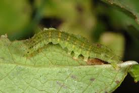 Attēlu rezultāti vaicājumam “Hypena crassalis”