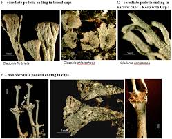 Attēlu rezultāti vaicājumam “Cladonia mitis”