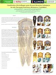 Attēlu rezultāti vaicājumam “Oncopsis sp.”