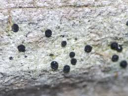 Attēlu rezultāti vaicājumam “Calicium adspersum”