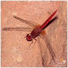 Attēlu rezultāti vaicājumam “Capsus ater imago”