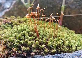 Attēlu rezultāti vaicājumam “Seligeria donniana sporophyte”