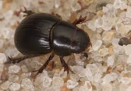 Attēlu rezultāti vaicājumam “Aegialia arenaria”