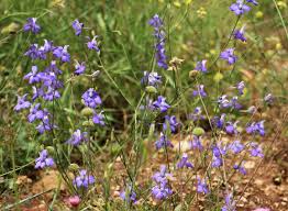 Attēlu rezultāti vaicājumam “Consolida regalis fruit”