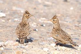 Image result for Alauda arvensis