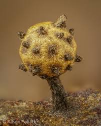 Attēlu rezultāti vaicājumam “Hemitrichia chrysospora macro”