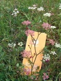 Attēlu rezultāti vaicājumam “Carum carvi flower”