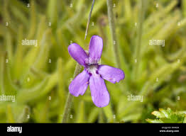 Attēlu rezultāti vaicājumam “Lentibulariaceae”