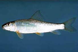 Image result for Moxostoma duquesnei