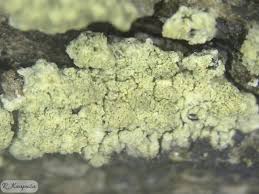 Attēlu rezultāti vaicājumam “Pertusaria flavida”