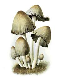 Attēlu rezultāti vaicājumam “Coprinus atramentarius”