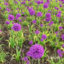 Attēlu rezultāti vaicājumam “Allium holandicum”