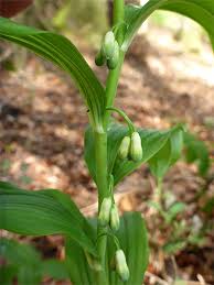 Attēlu rezultāti vaicājumam “Polygonatum multiflorum  flower”