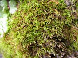 Attēlu rezultāti vaicājumam “Distichium capillaceum”