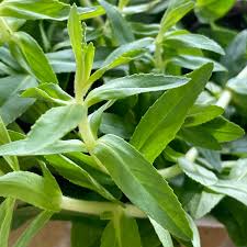 Attēlu rezultāti vaicājumam “Erodium cicutarium fruit”