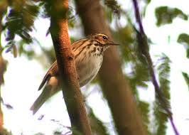 Image result for Anthus hodgsoni