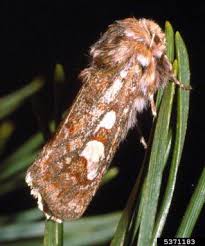 Attēlu rezultāti vaicājumam “Panolis flammea”