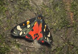Attēlu rezultāti vaicājumam “Callimorpha dominula larva”