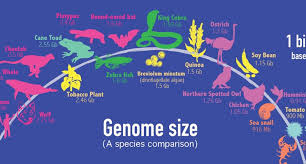 Image result for genome sizes