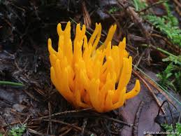 Attēlu rezultāti vaicājumam “Calocera viscosa”
