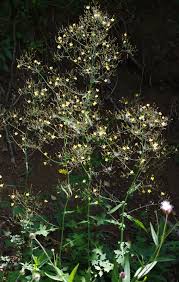 Attēlu rezultāti vaicājumam “Mycelis muralis flower”