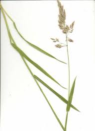 Attēlu rezultāti vaicājumam “Holcus mollis”