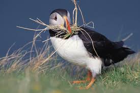 Image result for Fratercula arctica