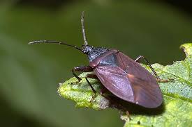 Attēlu rezultāti vaicājumam “Gastrodes grossipes”