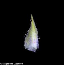 Attēlu rezultāti vaicājumam “Viola odorata bud”