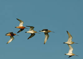 Attēlu rezultāti vaicājumam “Limosa lapponica adult”