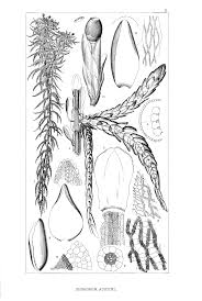 Attēlu rezultāti vaicājumam “Sphagnum austinii sporophyte”