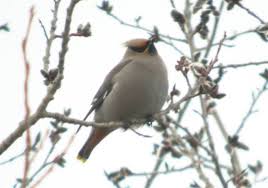 Attēlu rezultāti vaicājumam “Bombycilla garrulus adult”