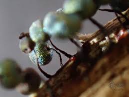 Attēlu rezultāti vaicājumam “Lamproderma nigrescens”