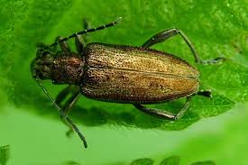 Attēlu rezultāti vaicājumam “Donacia”