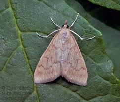 Attēlu rezultāti vaicājumam “Ostrinia nubilalis”