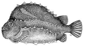Image result for Cyclopterus lumpus