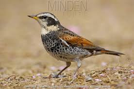 Image result for Turdus naumanni