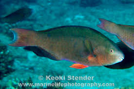 Image result for Scarus psittacus