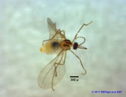 Attēlu rezultāti vaicājumam “Cecidomyiidae”