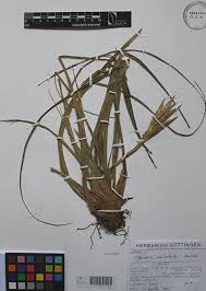 Image result for tillandsia umbellata