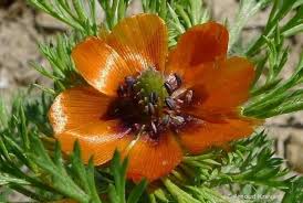 Image result for Adonis aestivalis