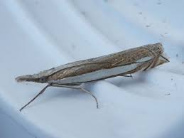 Attēlu rezultāti vaicājumam “Crambus silvella”