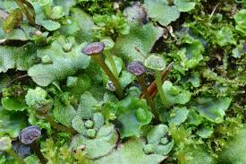 Attēlu rezultāti vaicājumam “Preissia quadrata”